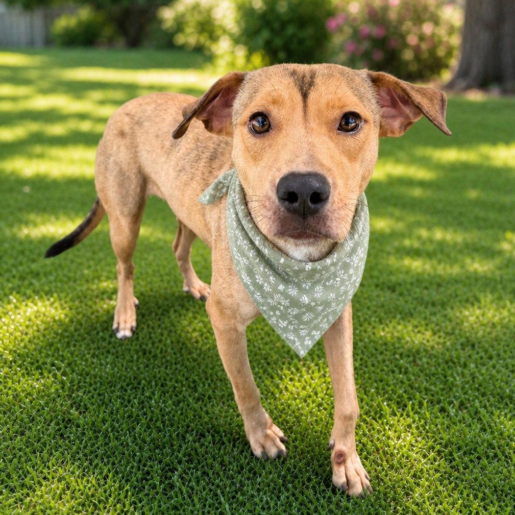 Carolina, a Adoptable mixed breed in Bloomfield, CT image 2/3