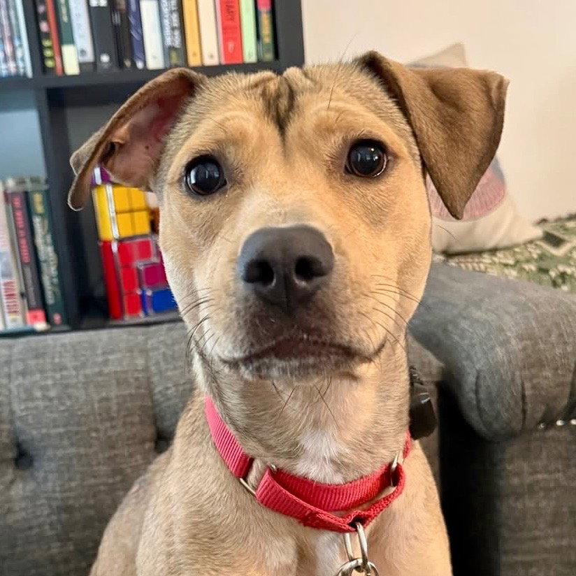Carolina, a Adoptable mixed breed in Bloomfield, CT image 3/3