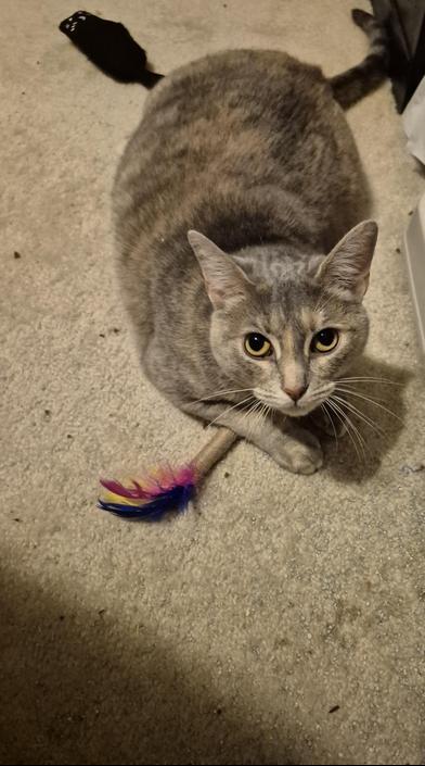 Amber, Adoptable, Young Female Dilute Tortoiseshell & Domestic Short Hair.