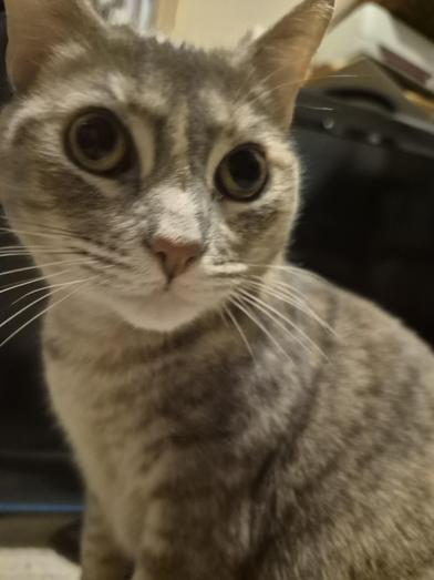 Enlarge Amber, a Adoptable mixed breed in Liverpool, TX image 6/6