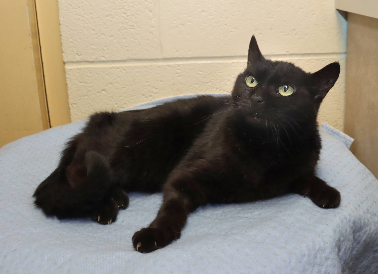 Cat for adoption Nugget, a Domestic Short Hair in Euclid, OH Petfinder