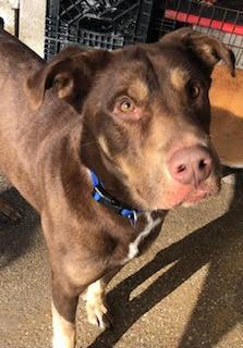 Enlarge Arnold Palmer, a Adoptable mixed breed in Dallas, TX image 1/1