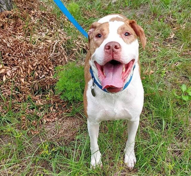 MOLLY, Adoptable, Adult Female Pit Bull Terrier.