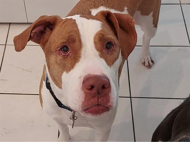 MOLLY, Adoptable, Adult Female Pit Bull Terrier.