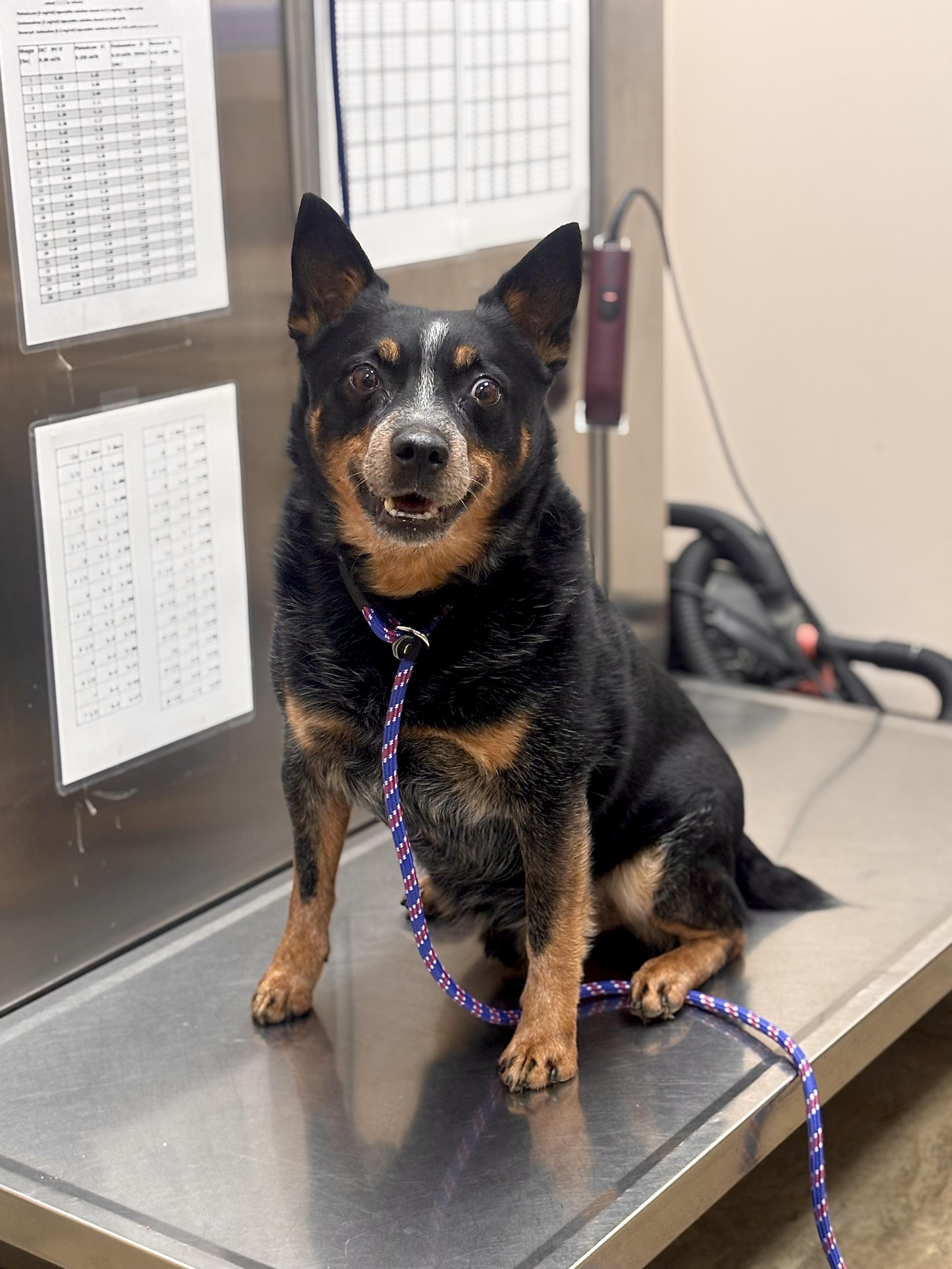 Roger, adopted, Senior Male Australian Cattle Dog / Blue Heeler.