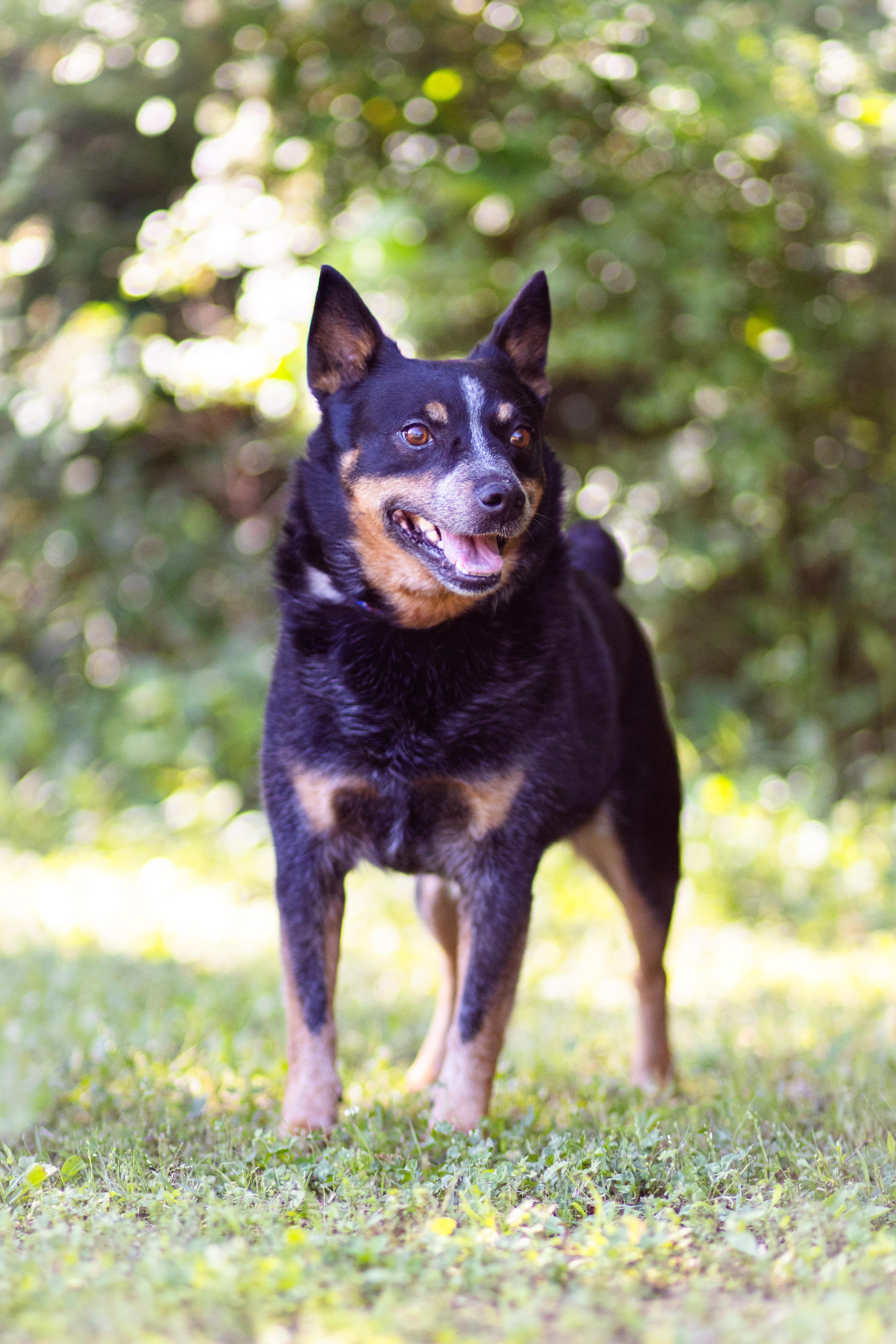 Enlarge Roger, an adopted mixed breed in Collierville, TN image 2/2