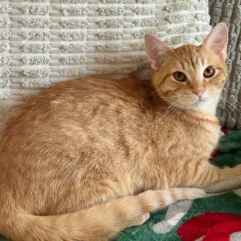 Rise--In Foster***ADOPTION PENDING***, Adoptable, Young Female Domestic Short Hair.