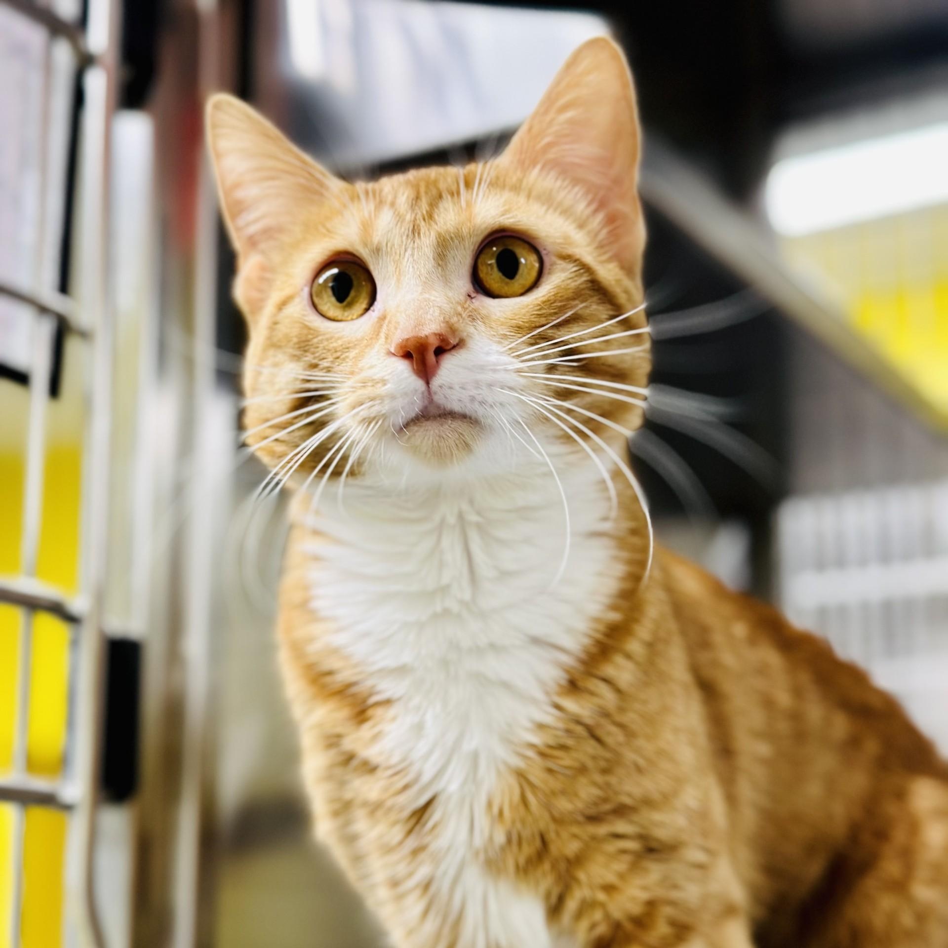 Enlarge Starlord , a ADOPTABLE Domestic Short Hair in Jackson, NJ image 1/2
