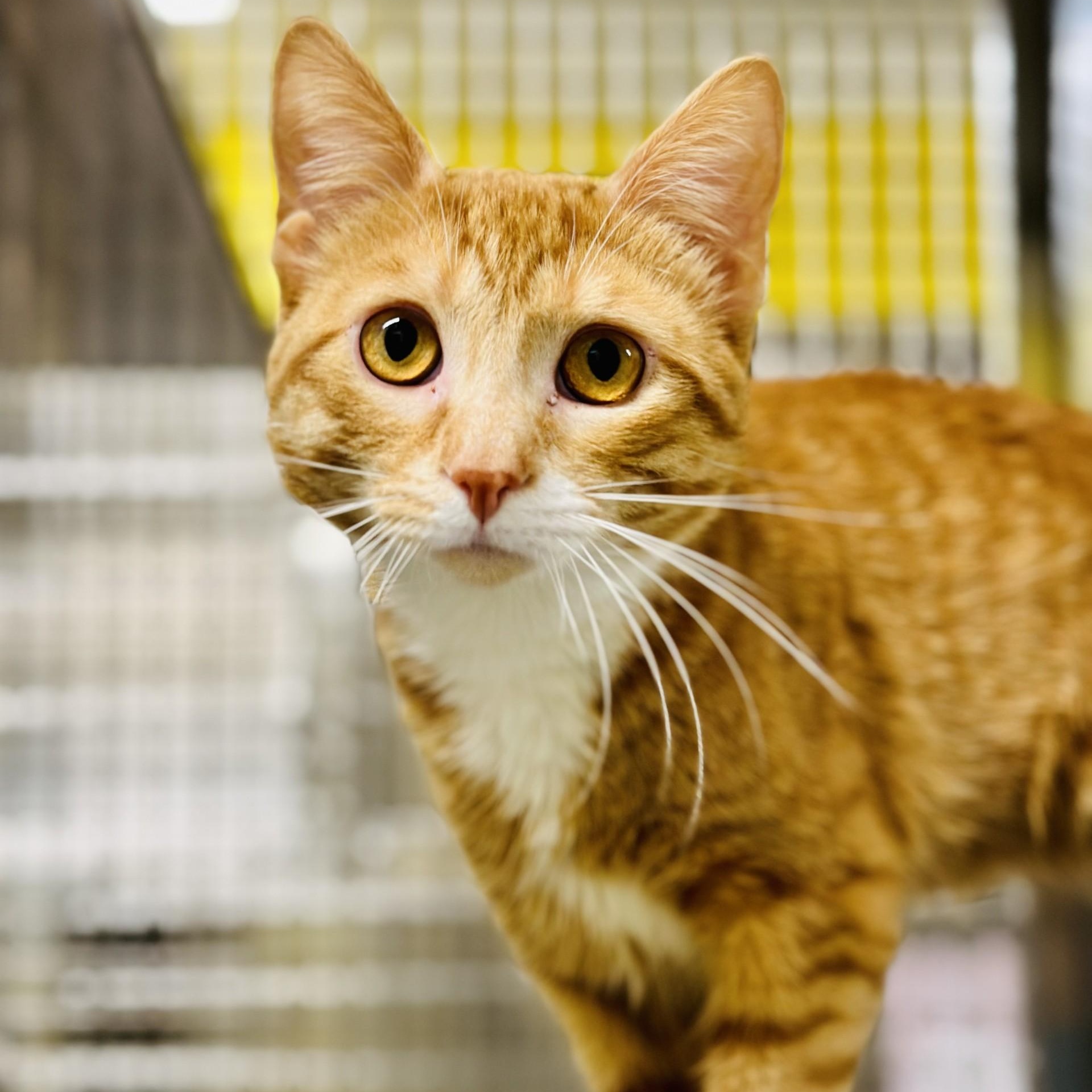 Enlarge Starlord , a ADOPTABLE Domestic Short Hair in Jackson, NJ image 2/2