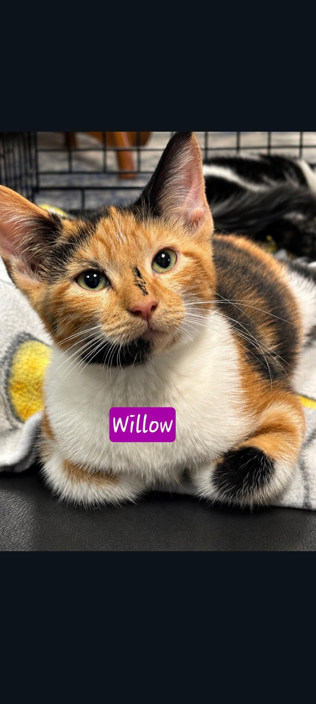 Willow, Adoptable, Young Female Calico.