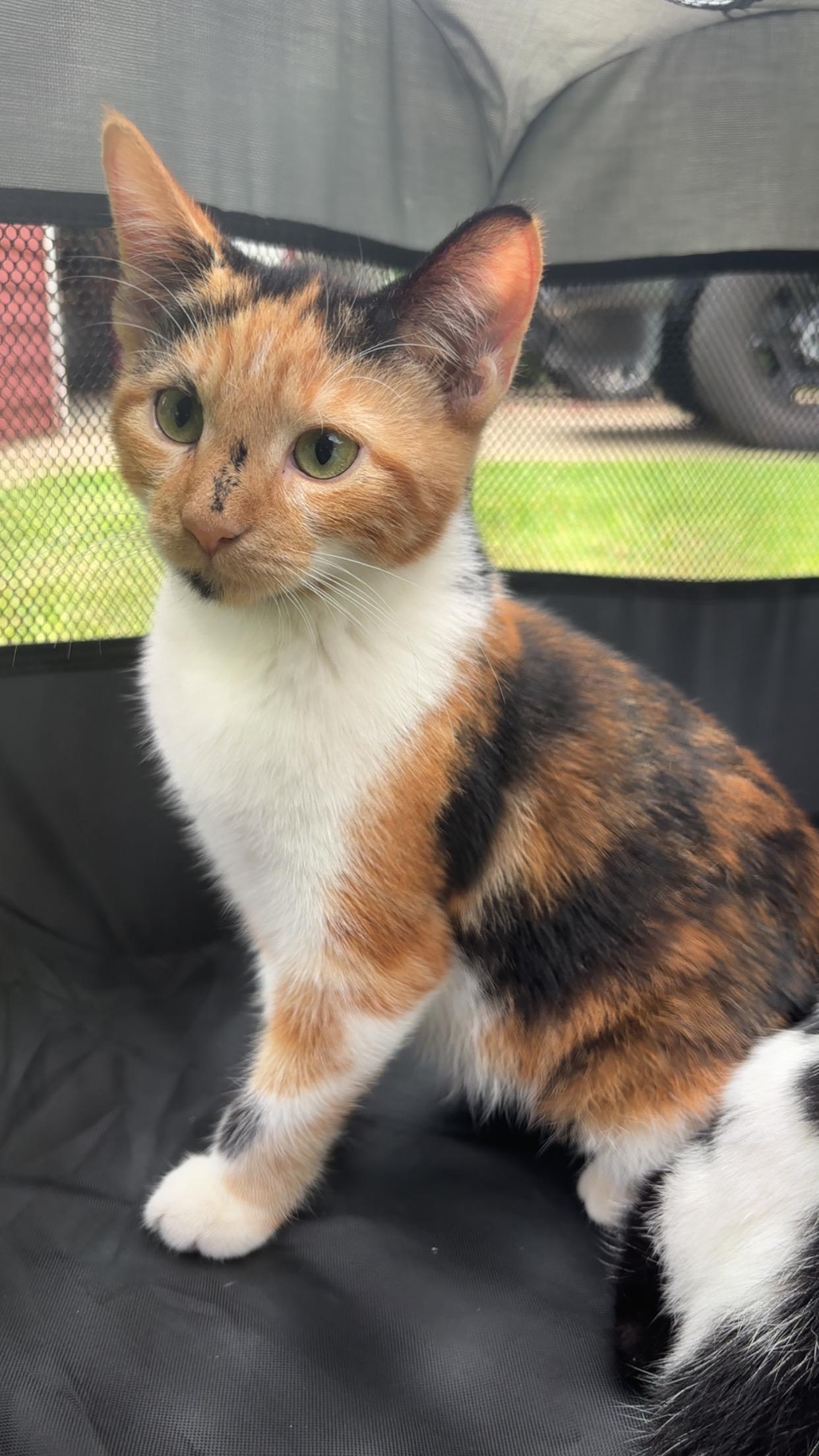 Enlarge Willow, a Adoptable Calico in Karns City, PA image 3/3