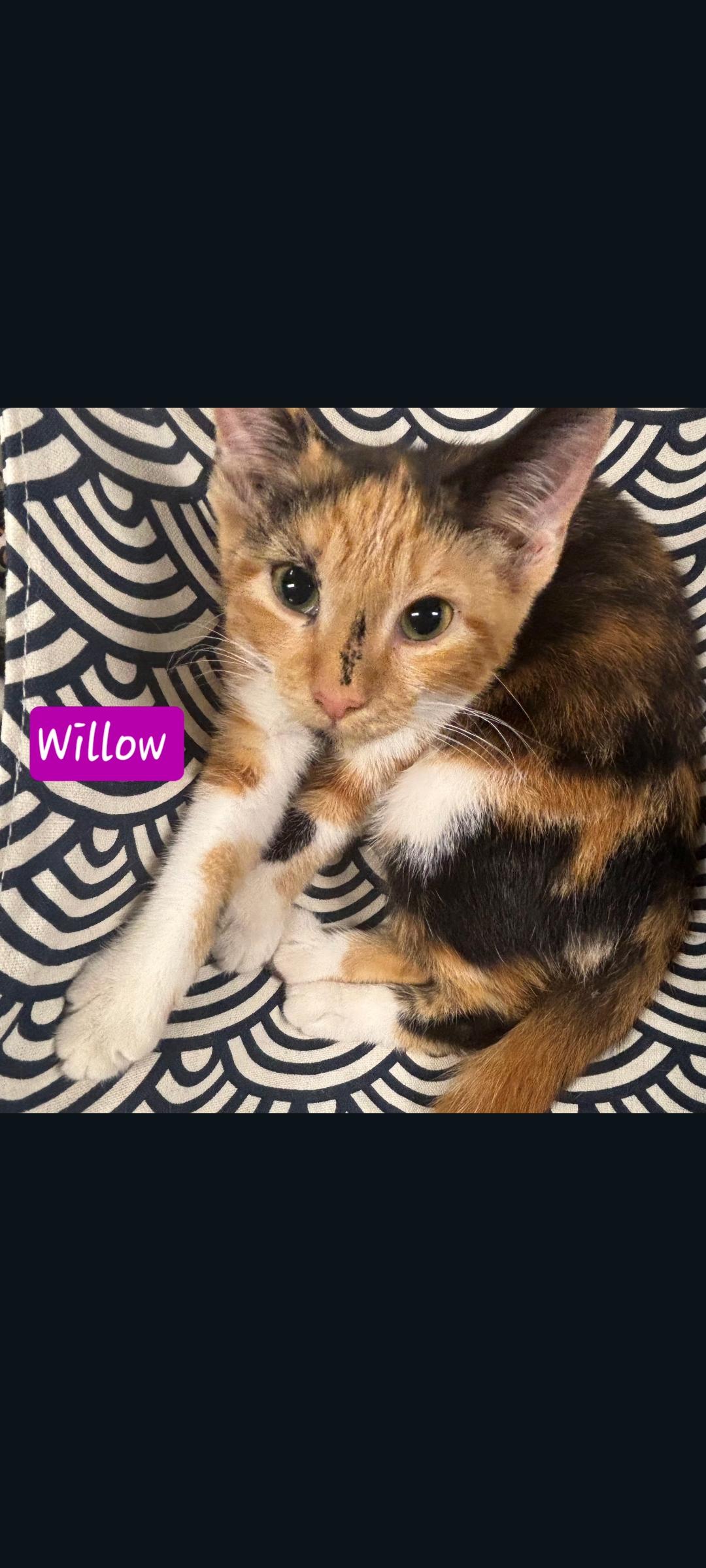 Enlarge Willow, a Adoptable Calico in Karns City, PA image 2/3