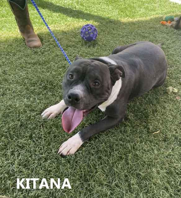 Kitana, Adoptable, Adult Female American Bully.
