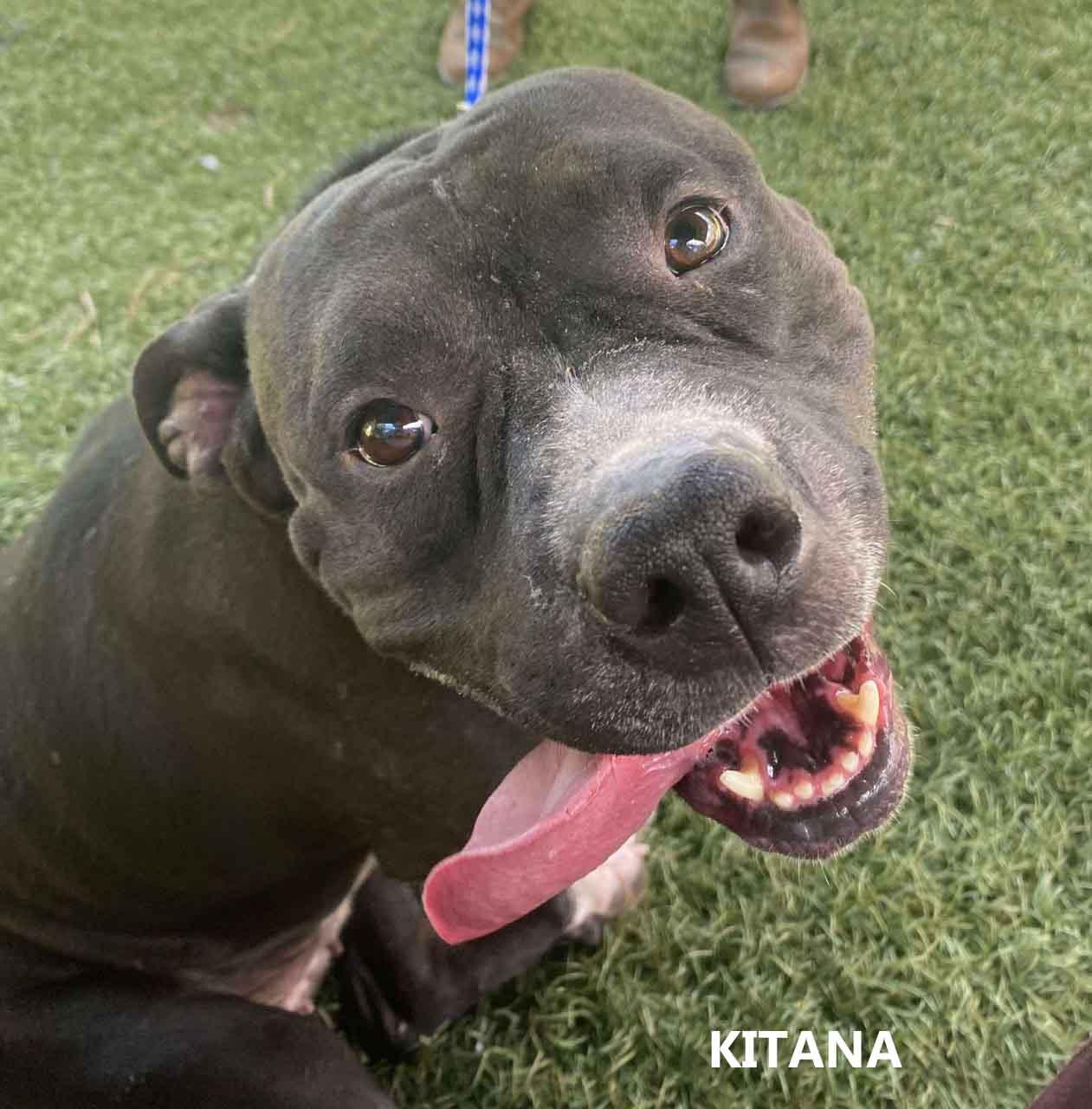 Enlarge Kitana, a Adoptable American Bully in Washington, GA image 2/2