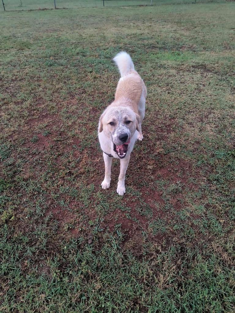 Everest, Adoptable, Adult Male Anatolian Shepherd.