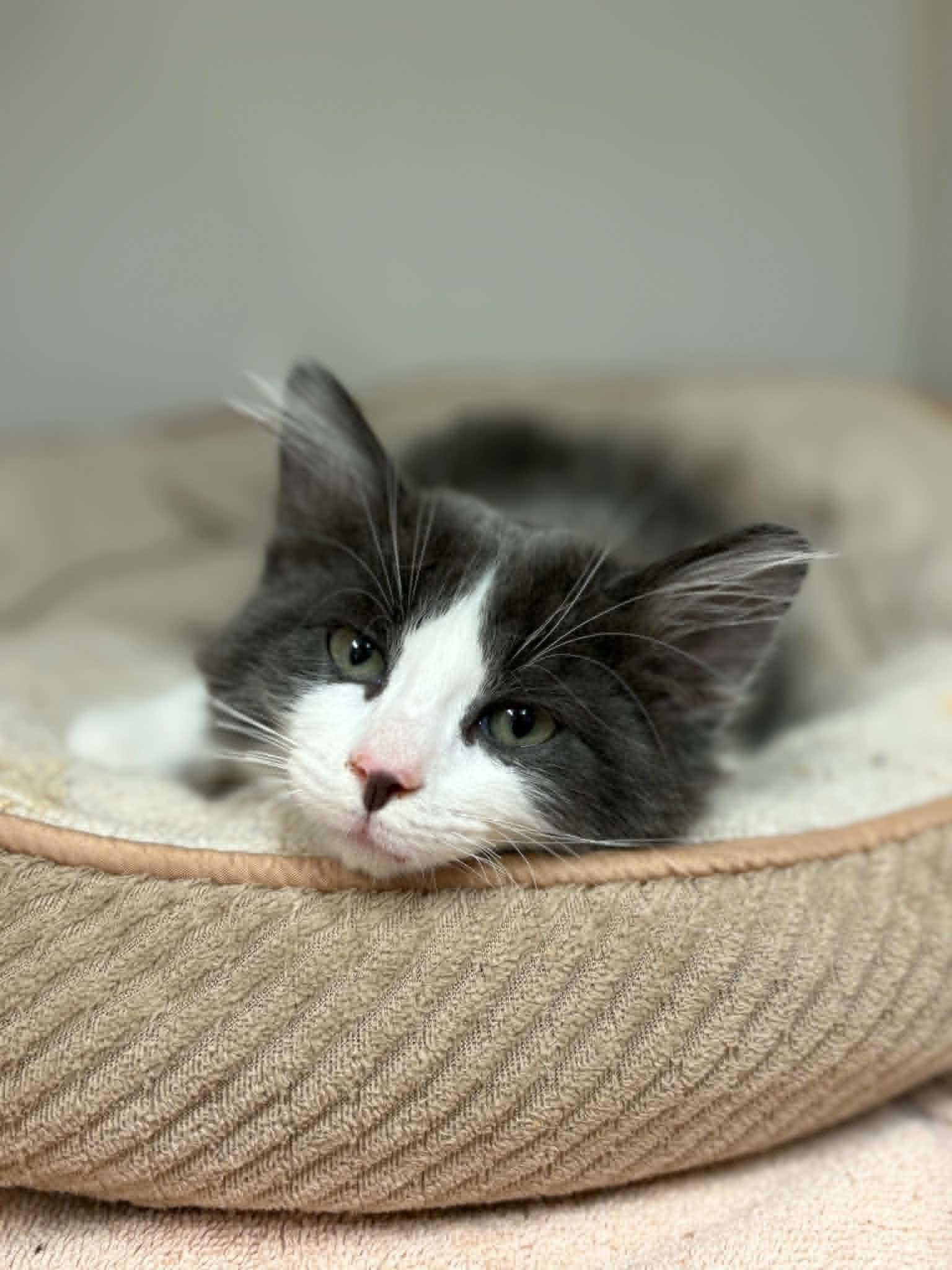 Dennis, adopted, Kitten Male Domestic Medium Hair.
