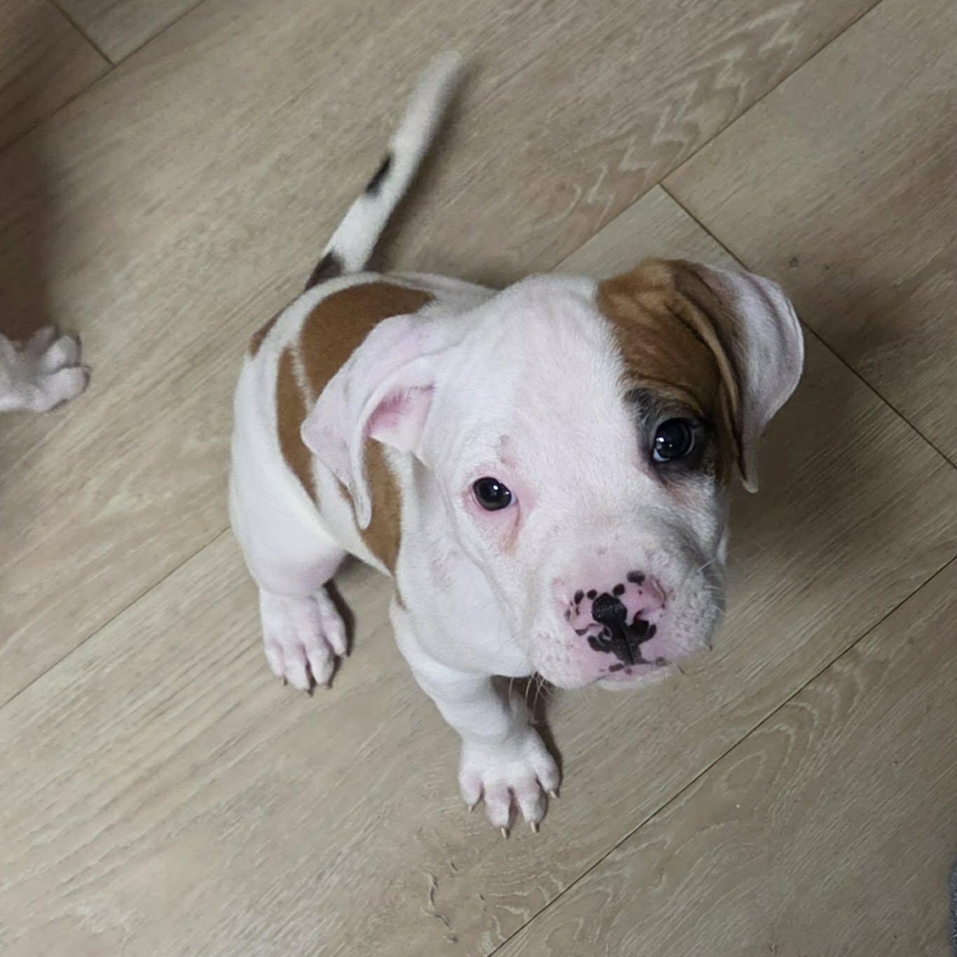 Enlarge Buckaroo, a Adoptable mixed breed in Livonia, MI image 1/4