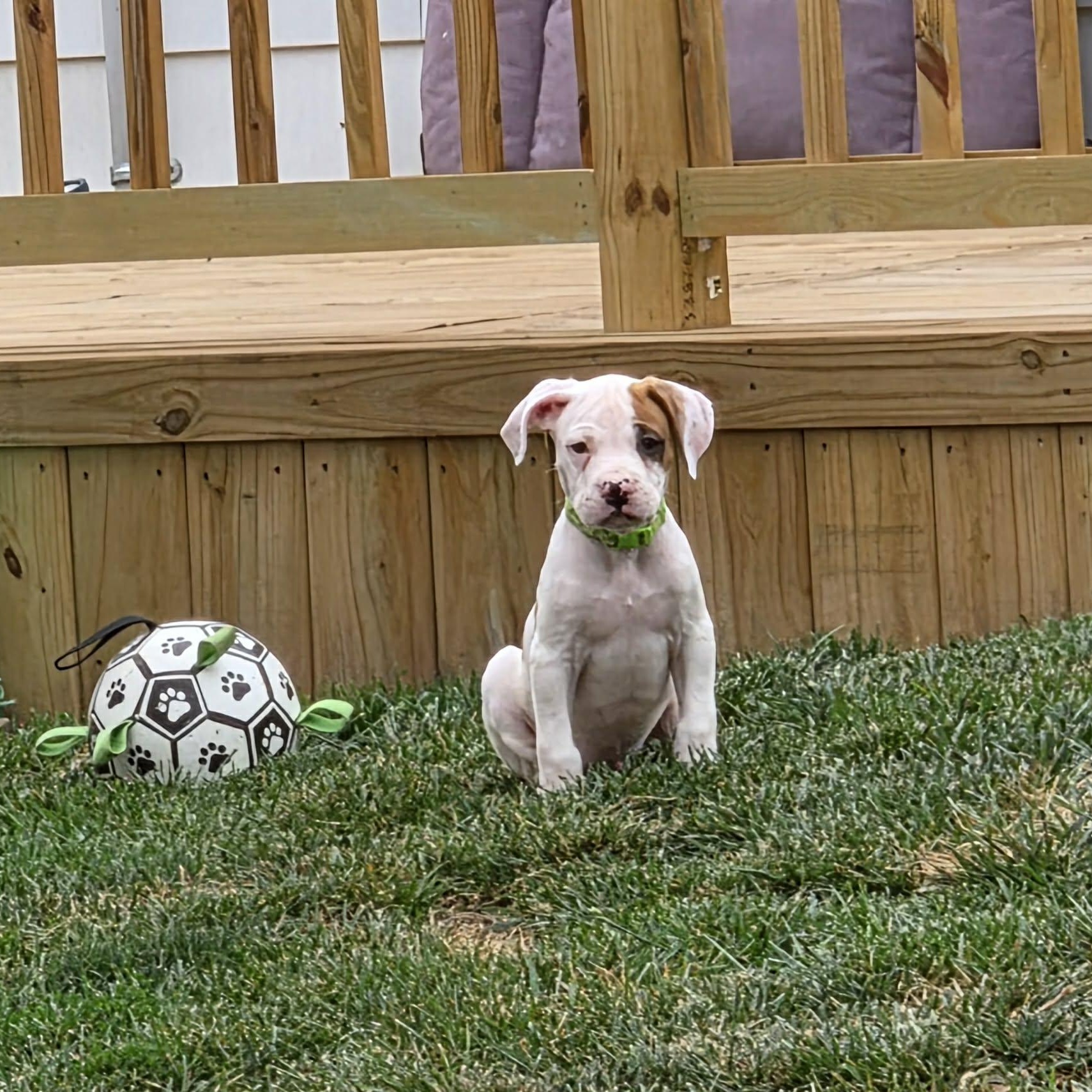 Enlarge Buckaroo, a Adoptable mixed breed in Livonia, MI image 3/4