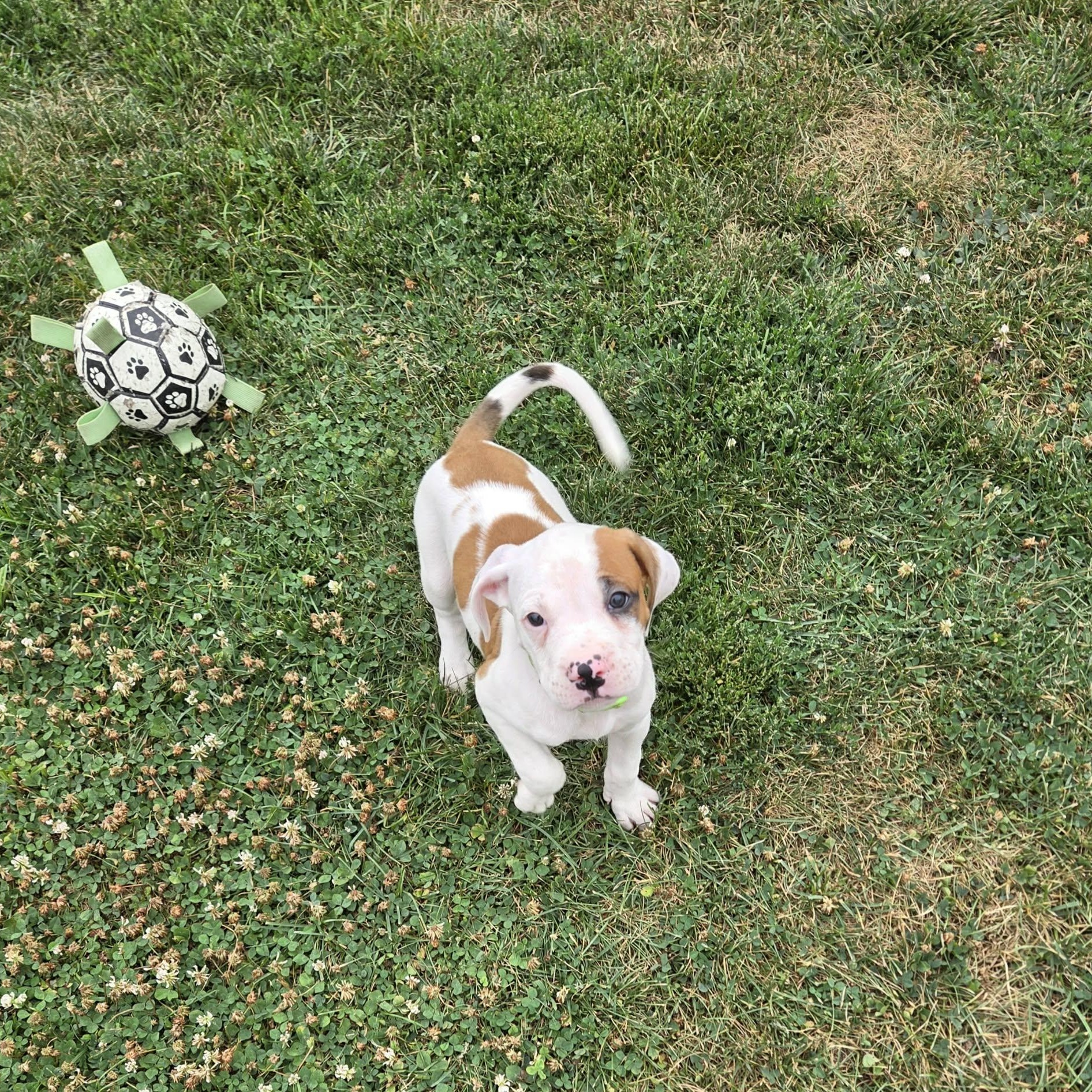 Enlarge Buckaroo, a Adoptable mixed breed in Livonia, MI image 2/4