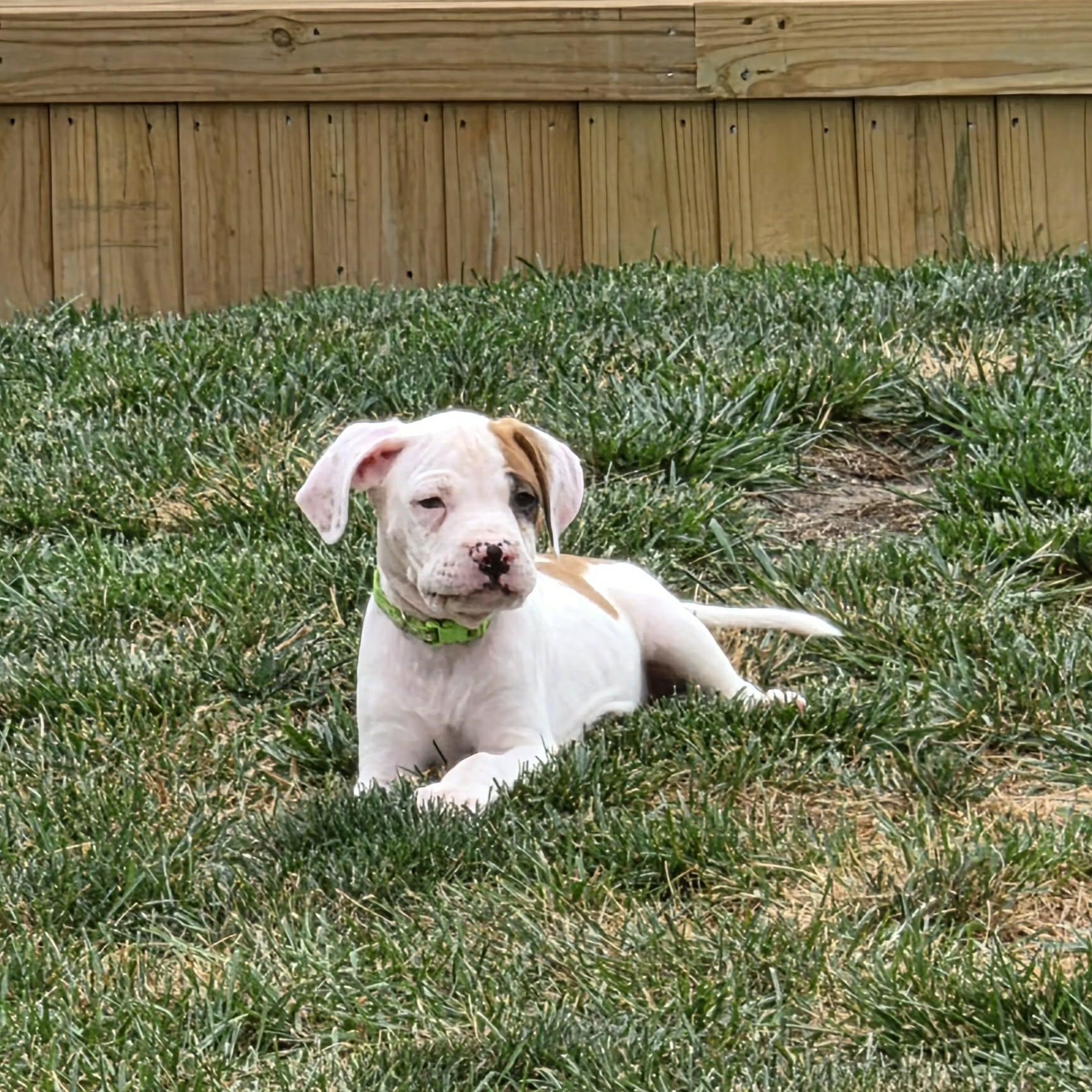 Enlarge Buckaroo, a Adoptable mixed breed in Livonia, MI image 4/4