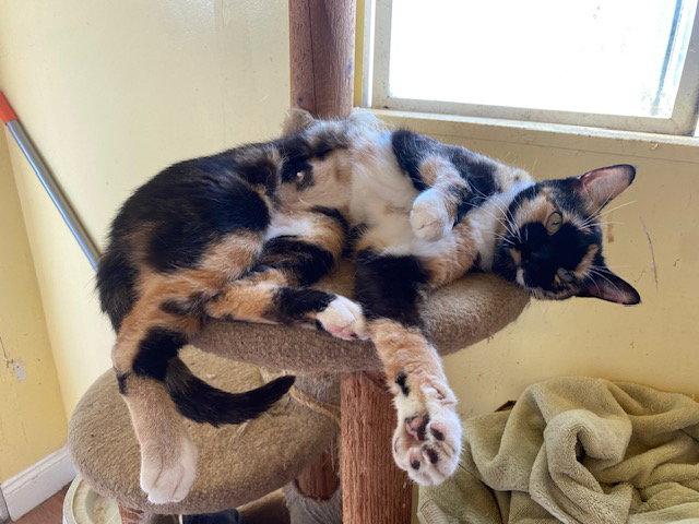 Enlarge Baffi, a Adoptable Domestic Short Hair in Escondido, CA image 1/2