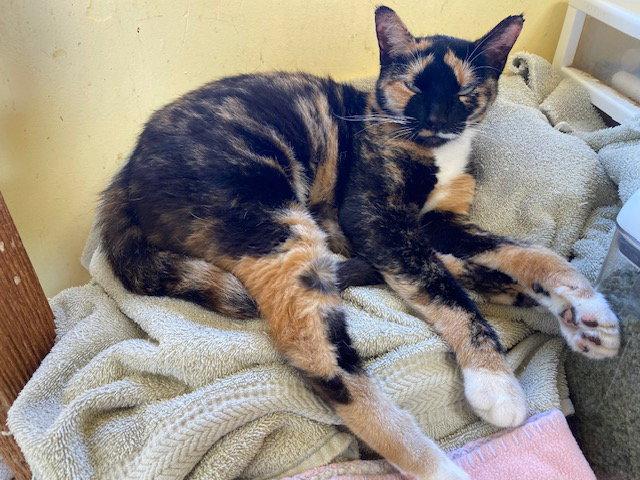 Enlarge Baffi, a Adoptable Domestic Short Hair in Escondido, CA image 2/2