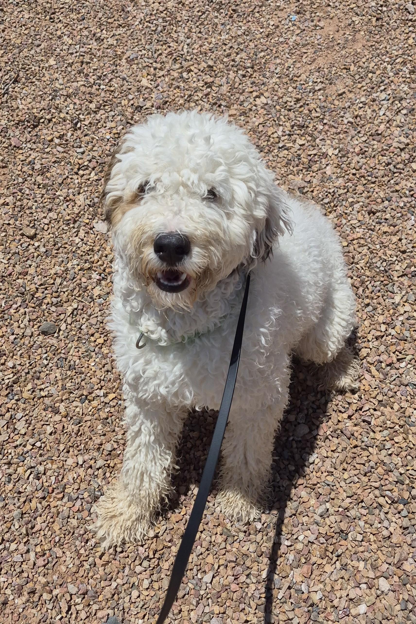 Enlarge Oscar, an adopted mixed breed in Sierra Vista, AZ image 2/2
