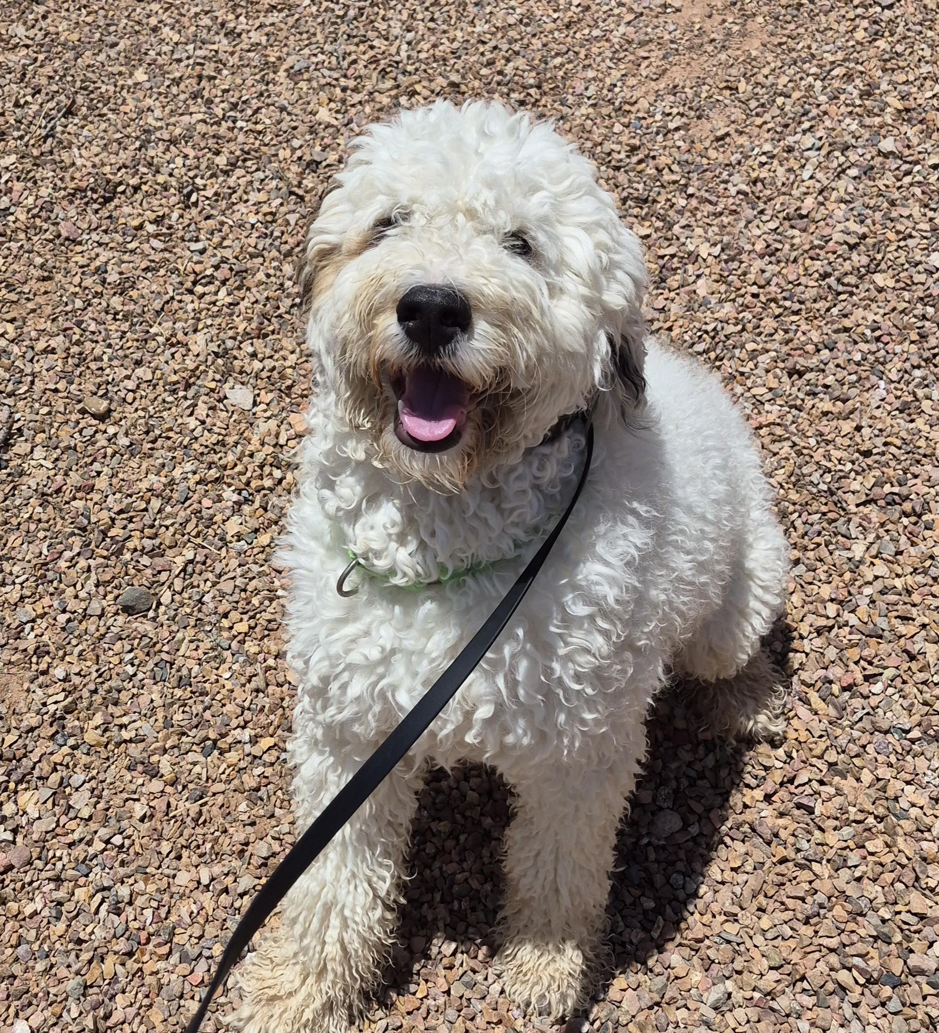 Oscar, adopted, Adult Male Poodle.