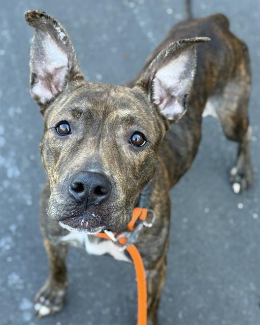 Enlarge WHISP, a Adoptable Pit Bull Terrier in Kent, WA image 1/1