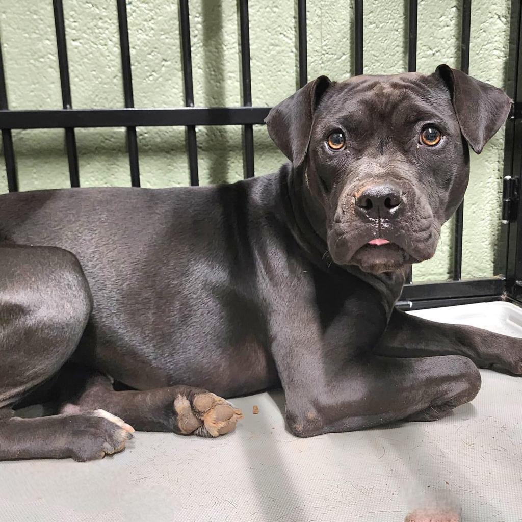 Enlarge Sunny, a Adoptable mixed breed in Peachtree City, GA image 1/1