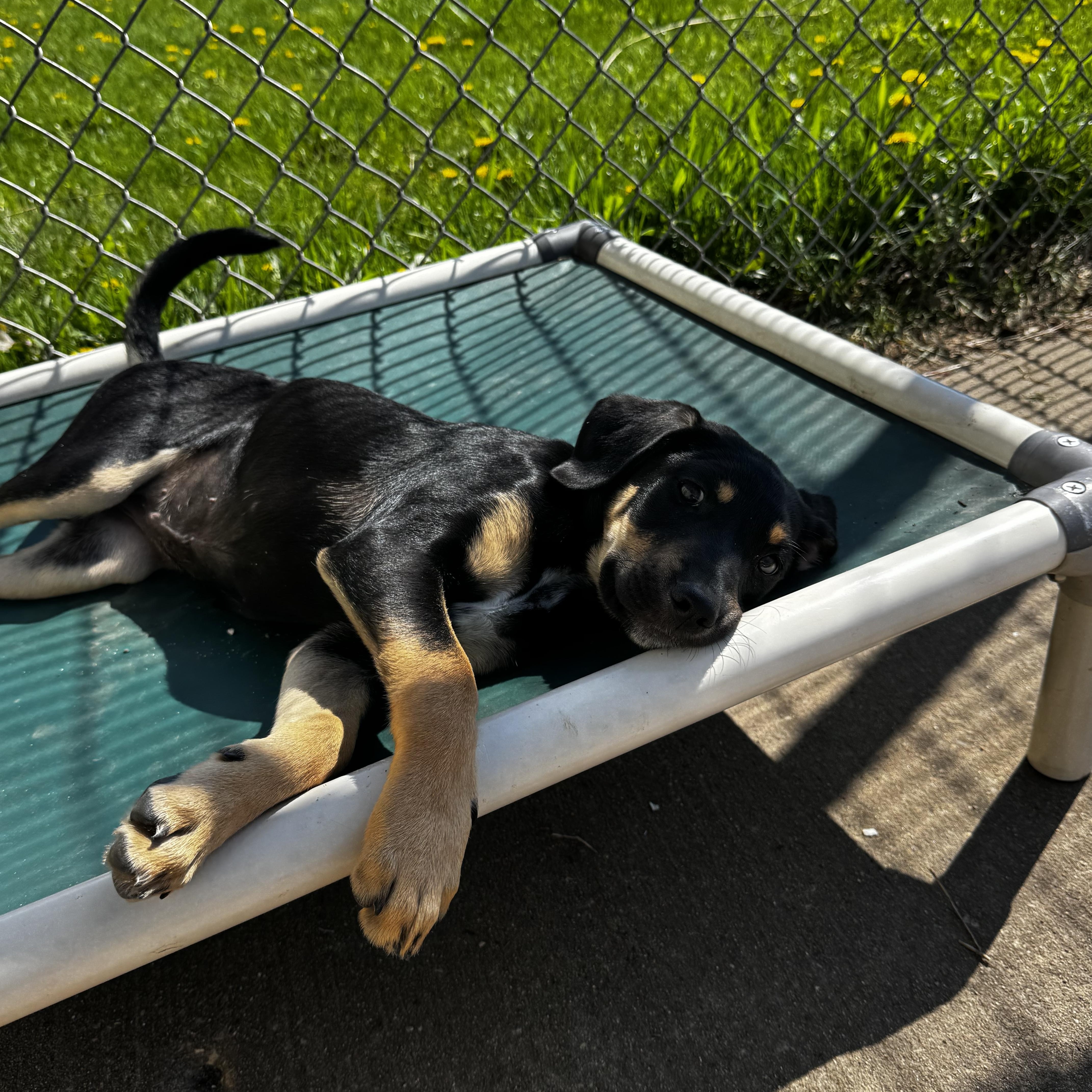 Enlarge Amara, an adopted Hound in Dodgeville, WI image 4/4