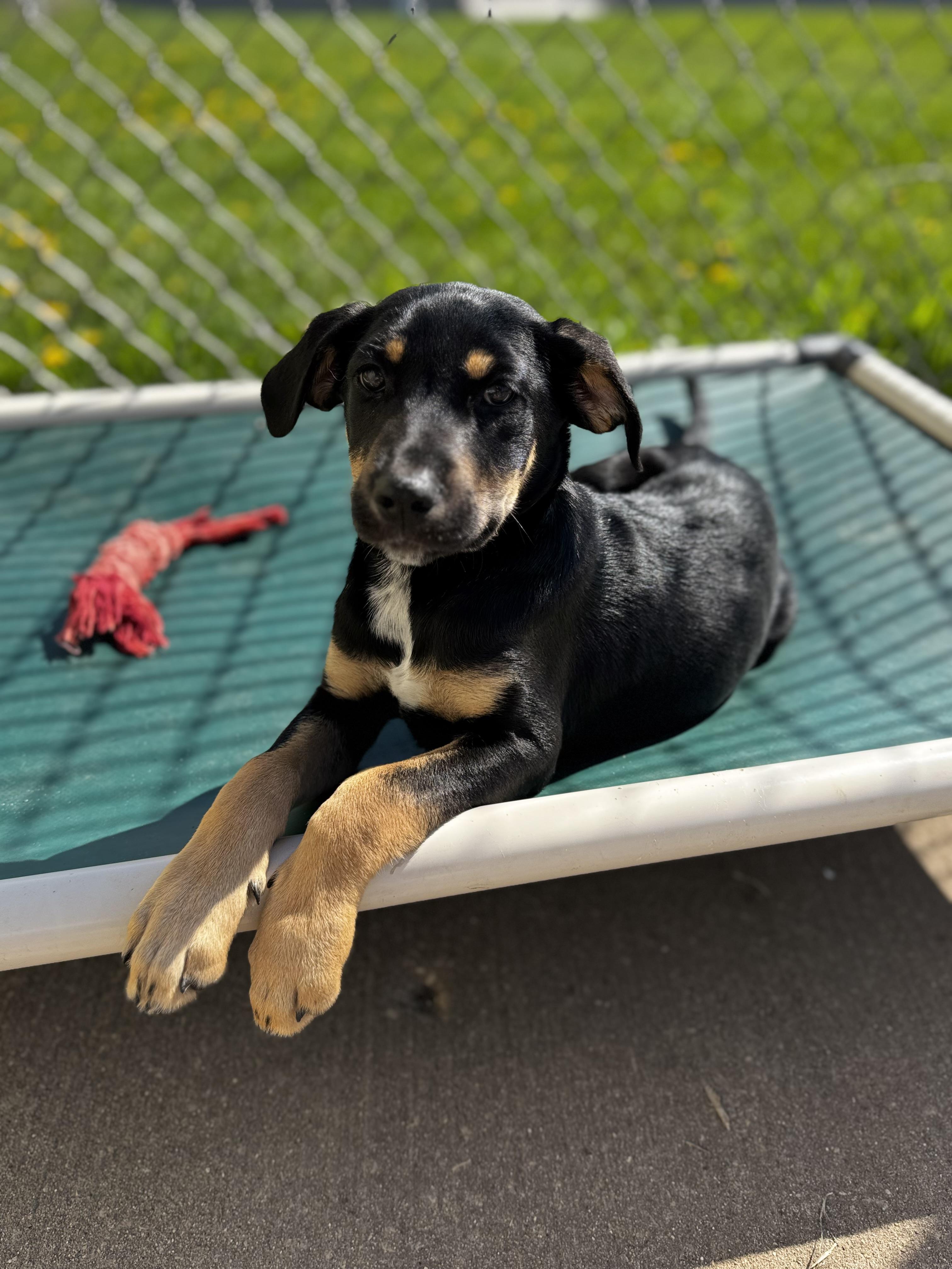 Amara, adopted, Puppy Female Hound.