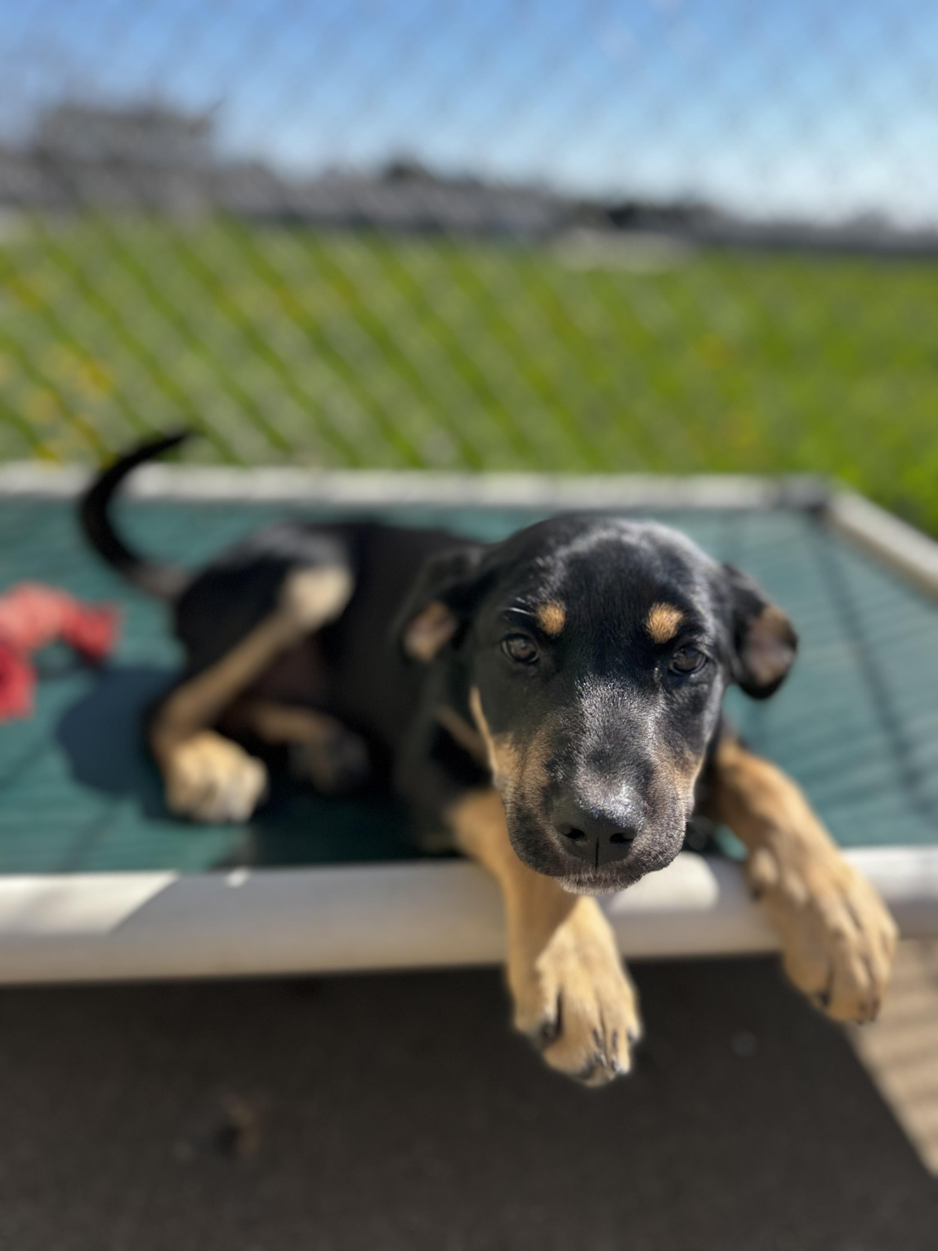 Enlarge Amara, an adopted Hound in Dodgeville, WI image 3/4