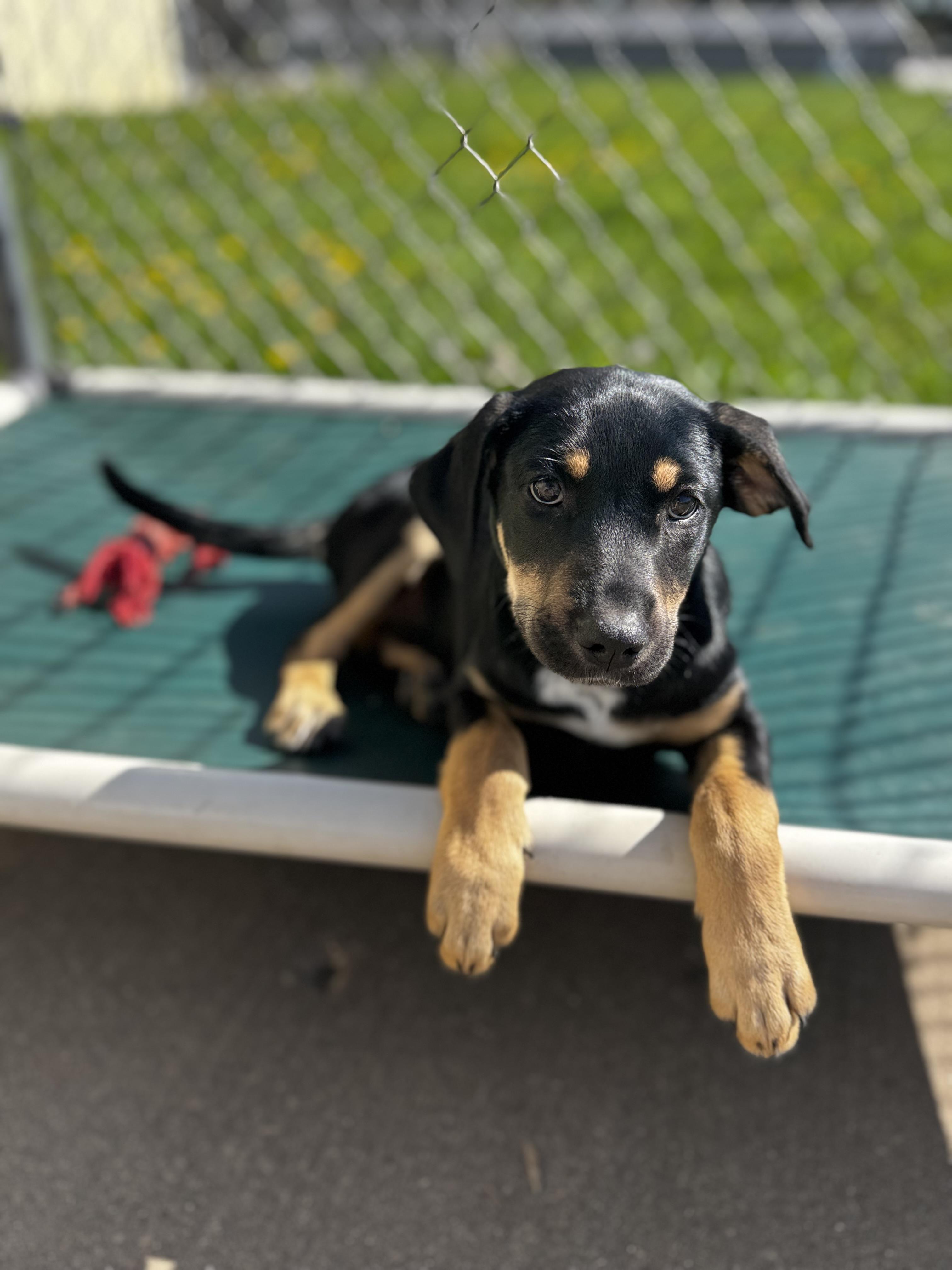 Enlarge Amara, an adopted Hound in Dodgeville, WI image 2/4