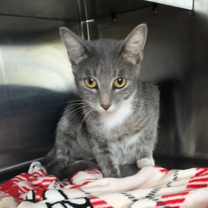 Enlarge Widow, a Adoptable Domestic Short Hair in Manhattan, KS image 1/4