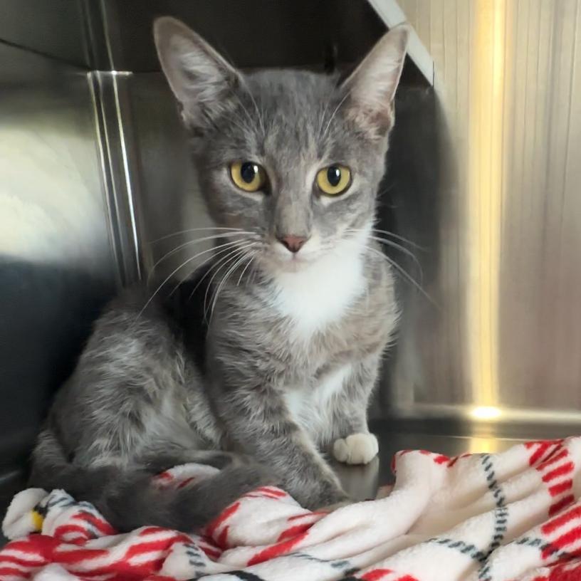 Enlarge Widow, a Adoptable Domestic Short Hair in Manhattan, KS image 2/4