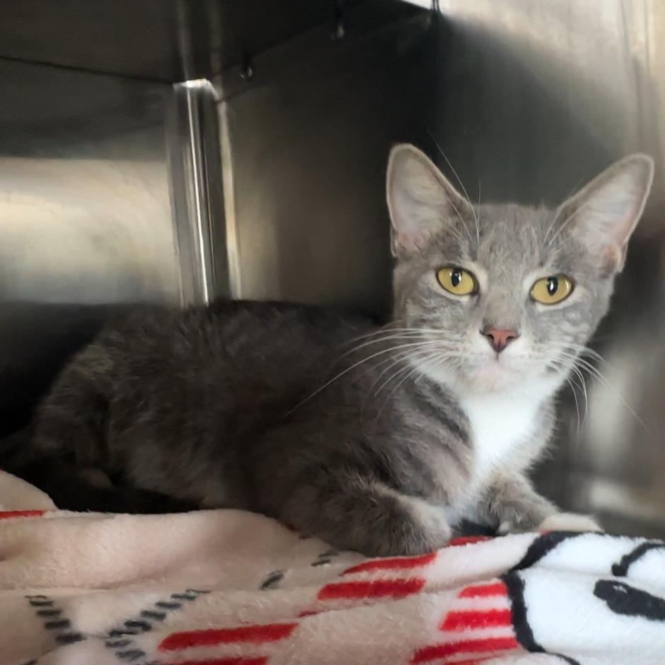 Enlarge Widow, a Adoptable Domestic Short Hair in Manhattan, KS image 3/4