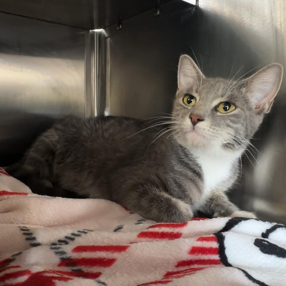 Enlarge Widow, a Adoptable Domestic Short Hair in Manhattan, KS image 4/4