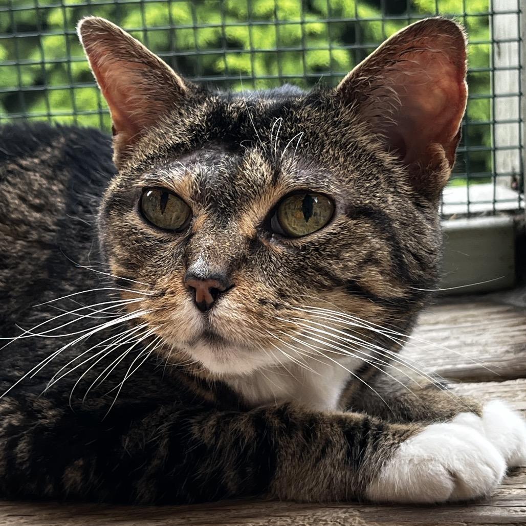 Dolly, a Adoptable Domestic Short Hair in Pittsburgh, PA image 2/6