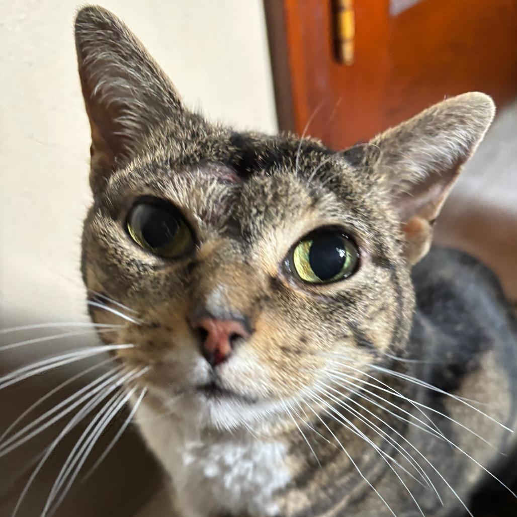 Dolly, a Adoptable Domestic Short Hair in Pittsburgh, PA image 4/6