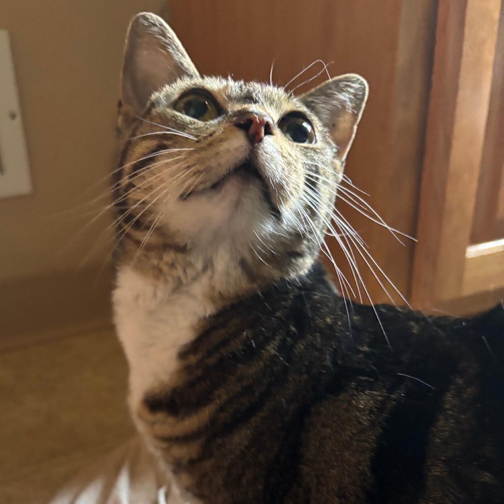 Dolly, a Adoptable Domestic Short Hair in Pittsburgh, PA image 6/6