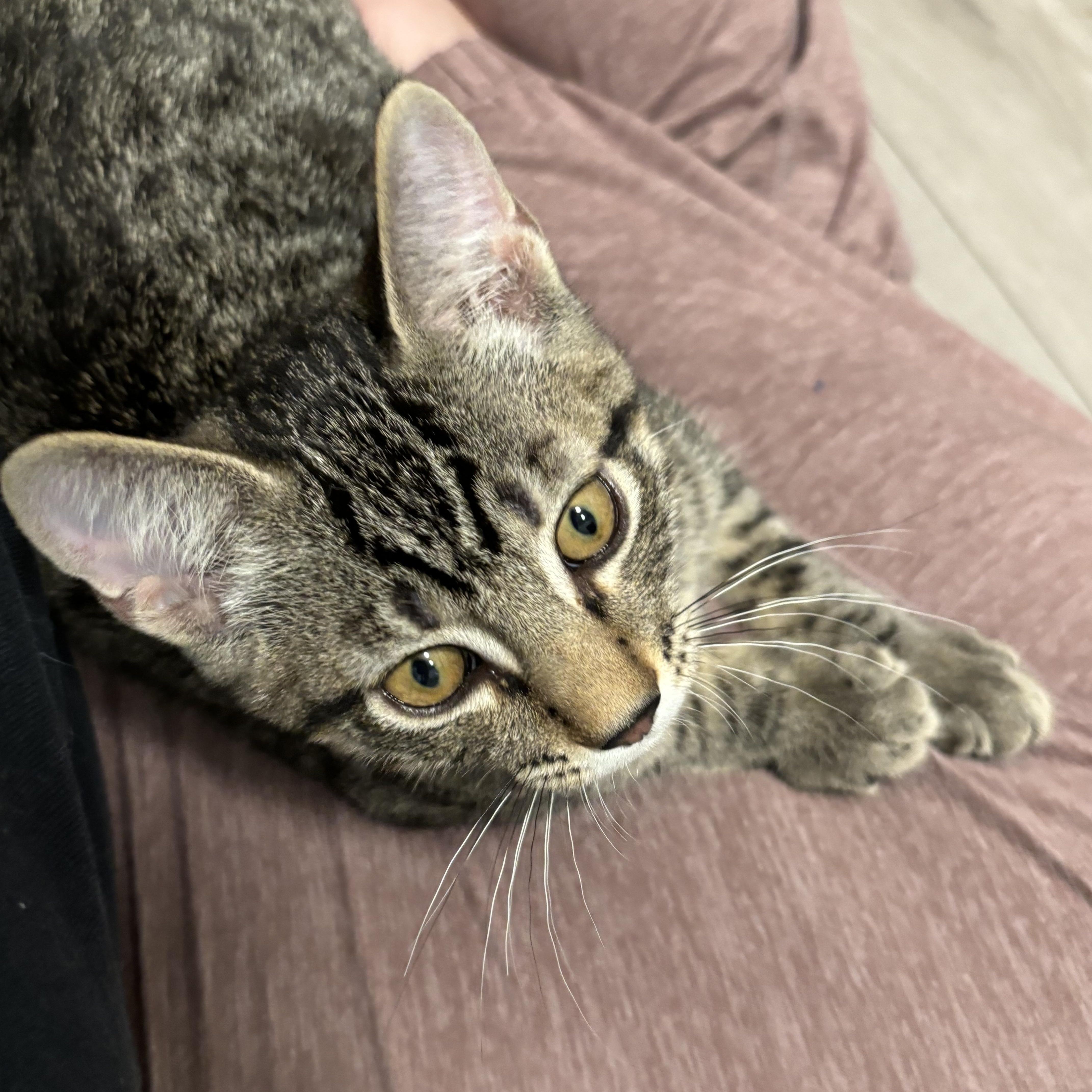 Enlarge Sherlock Holmes- so social, loves kids, a Adoptable Domestic Short Hair in Portland, OR image 2/5
