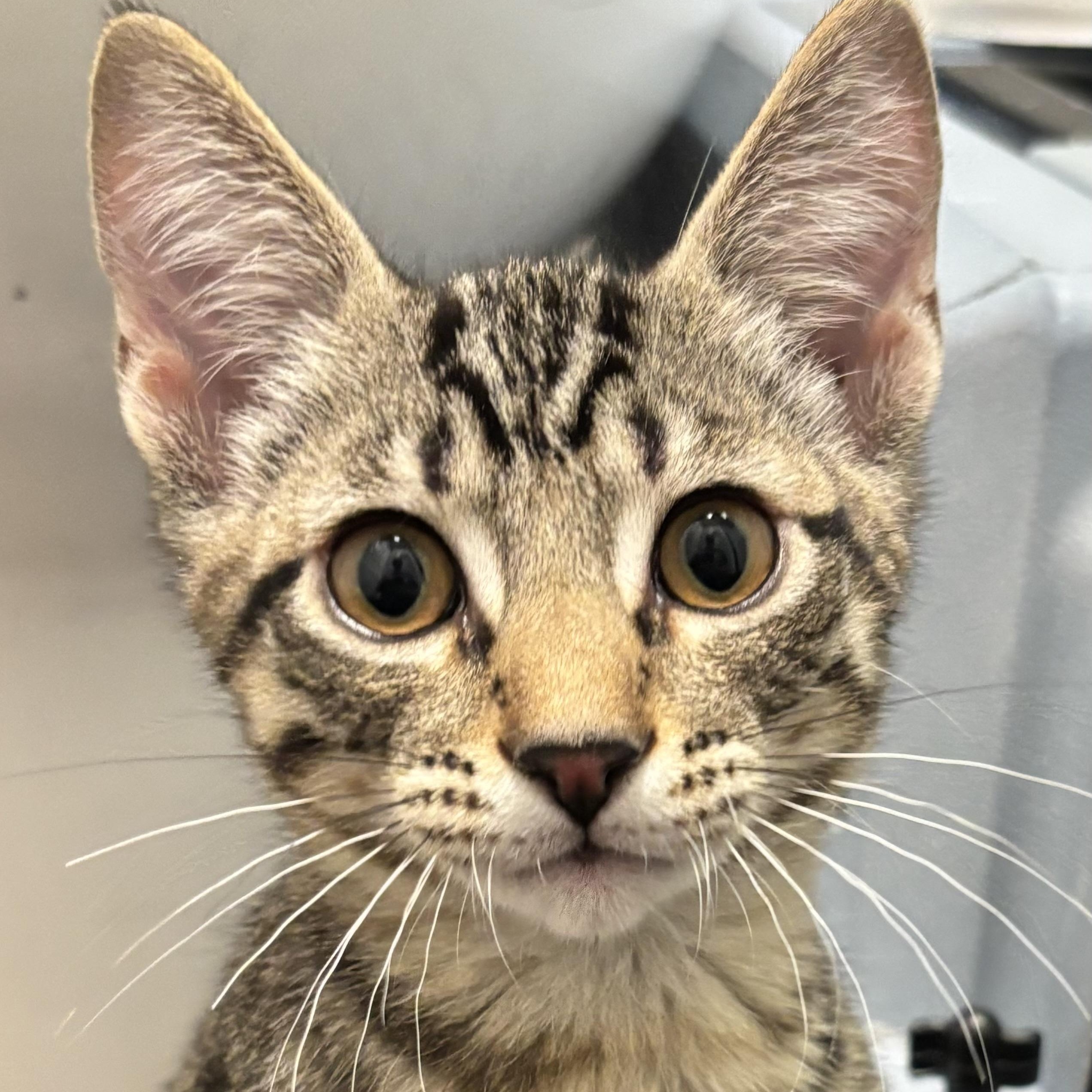 Sherlock Holmes- so social, loves kids, Adoptable, Kitten Male Domestic Short Hair.