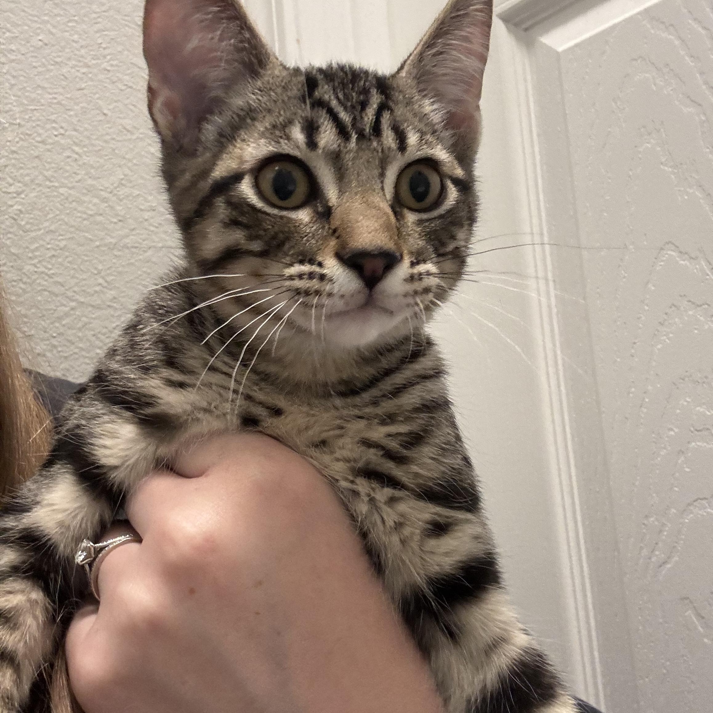 Enlarge Sherlock Holmes- so social, loves kids, a Adoptable Domestic Short Hair in Portland, OR image 3/5