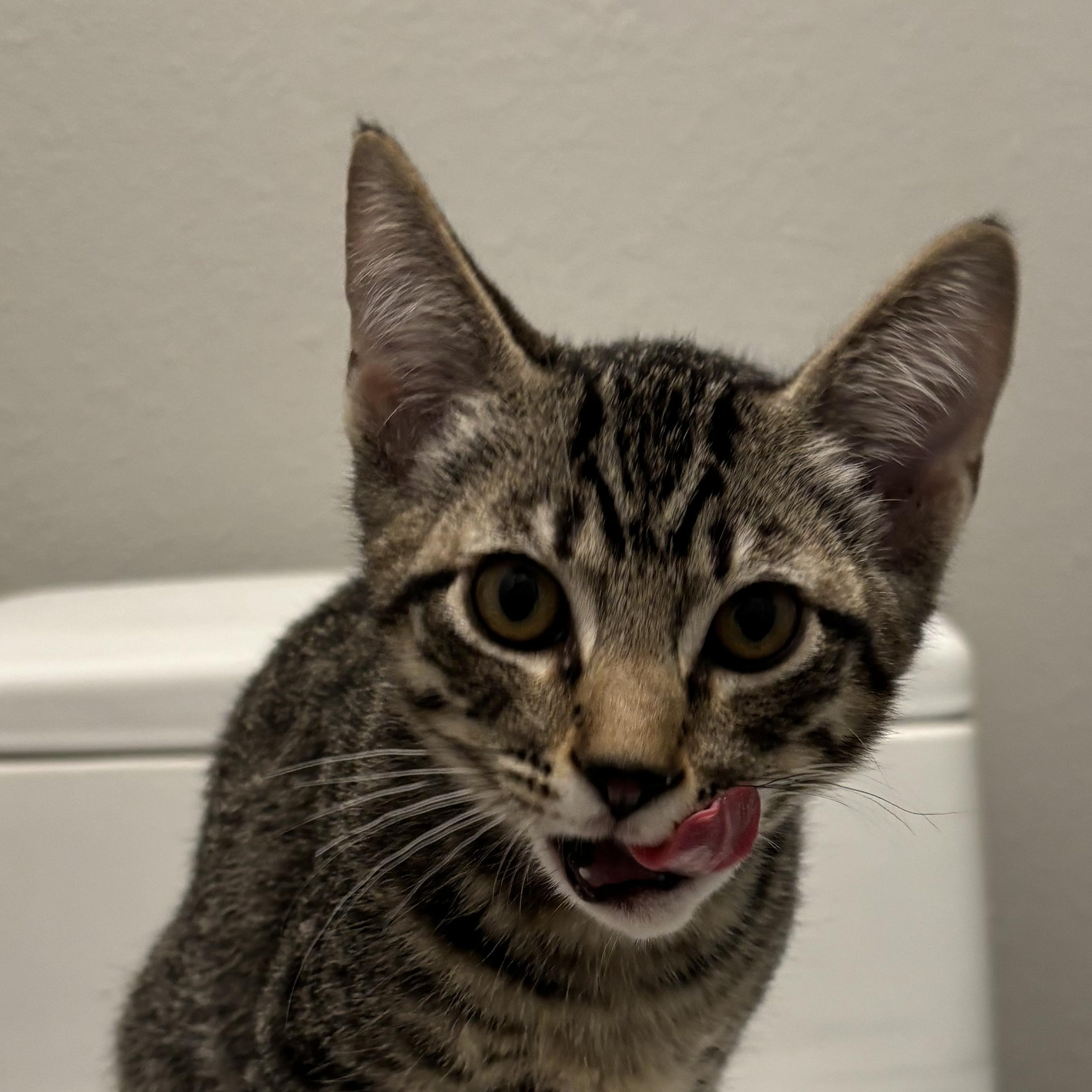 Enlarge Sherlock Holmes- so social, loves kids, a Adoptable Domestic Short Hair in Portland, OR image 4/5