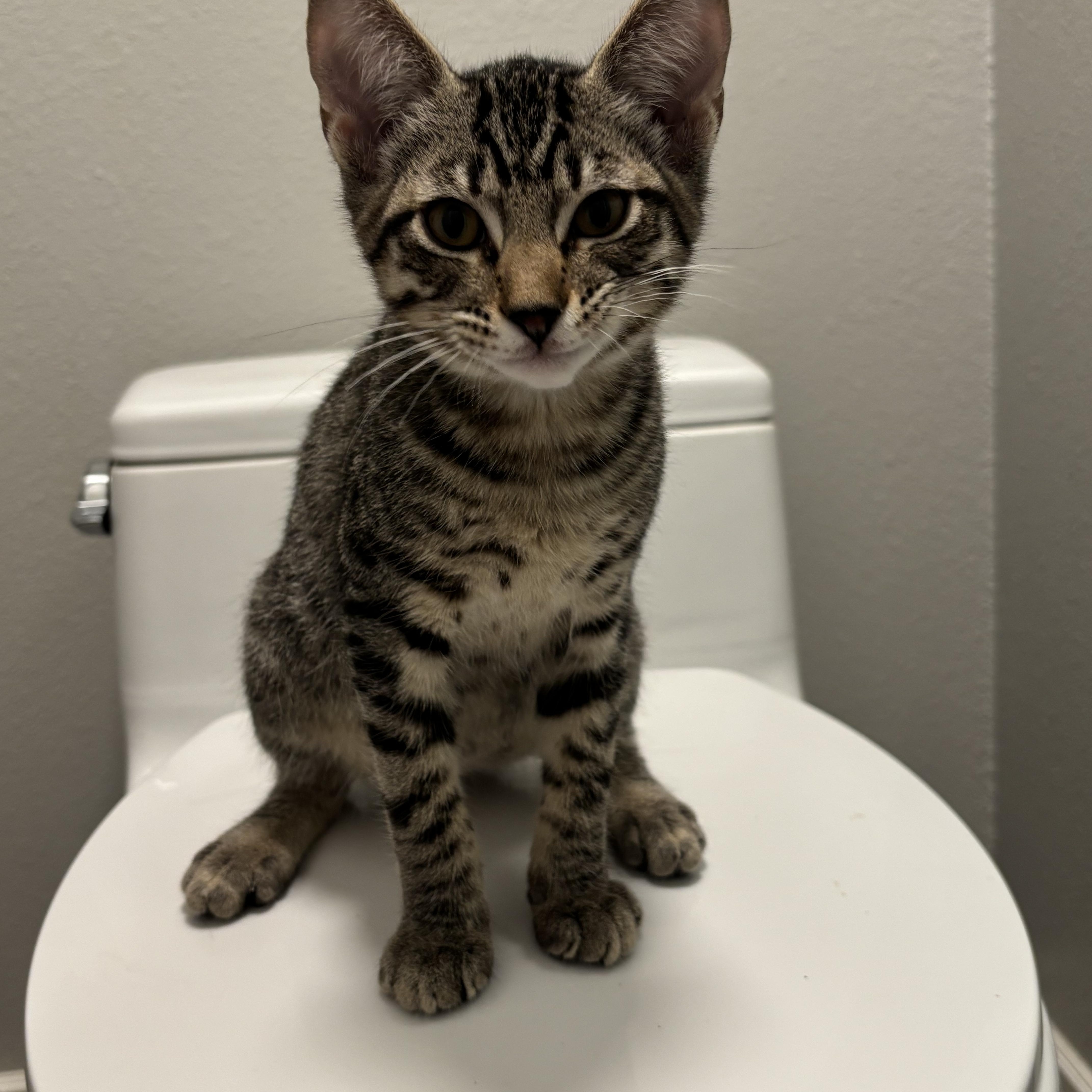 Enlarge Sherlock Holmes- so social, loves kids, a Adoptable Domestic Short Hair in Portland, OR image 5/5