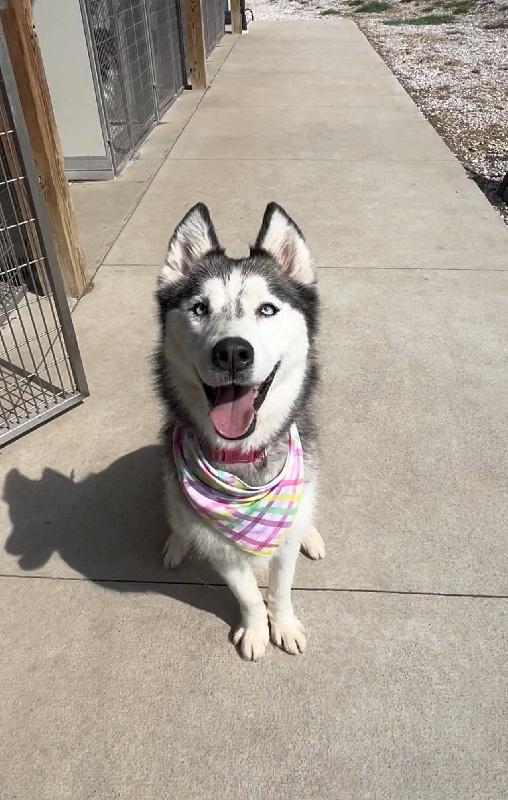 Enlarge Nala  - Husky - Senior - Fun Loving Girl, an adopted Siberian Husky in Indianapolis, IN image 2/3