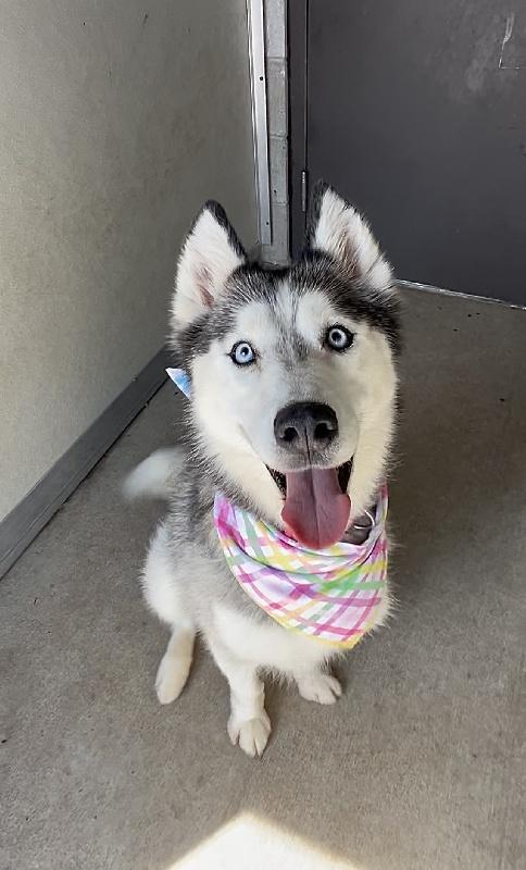 Nala  - Husky - Senior - Fun Loving Girl, adopted, Senior Female Siberian Husky.