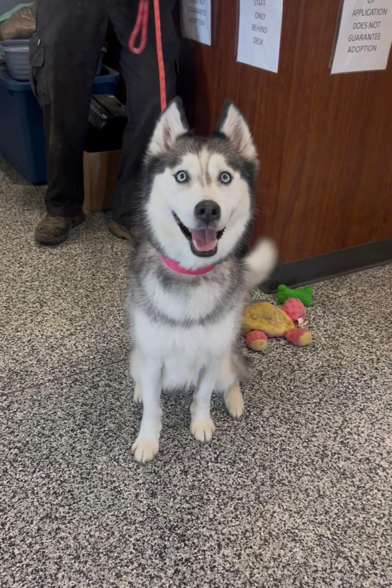 Enlarge Nala  - Husky - Senior - Fun Loving Girl, an adopted Siberian Husky in Indianapolis, IN image 3/3