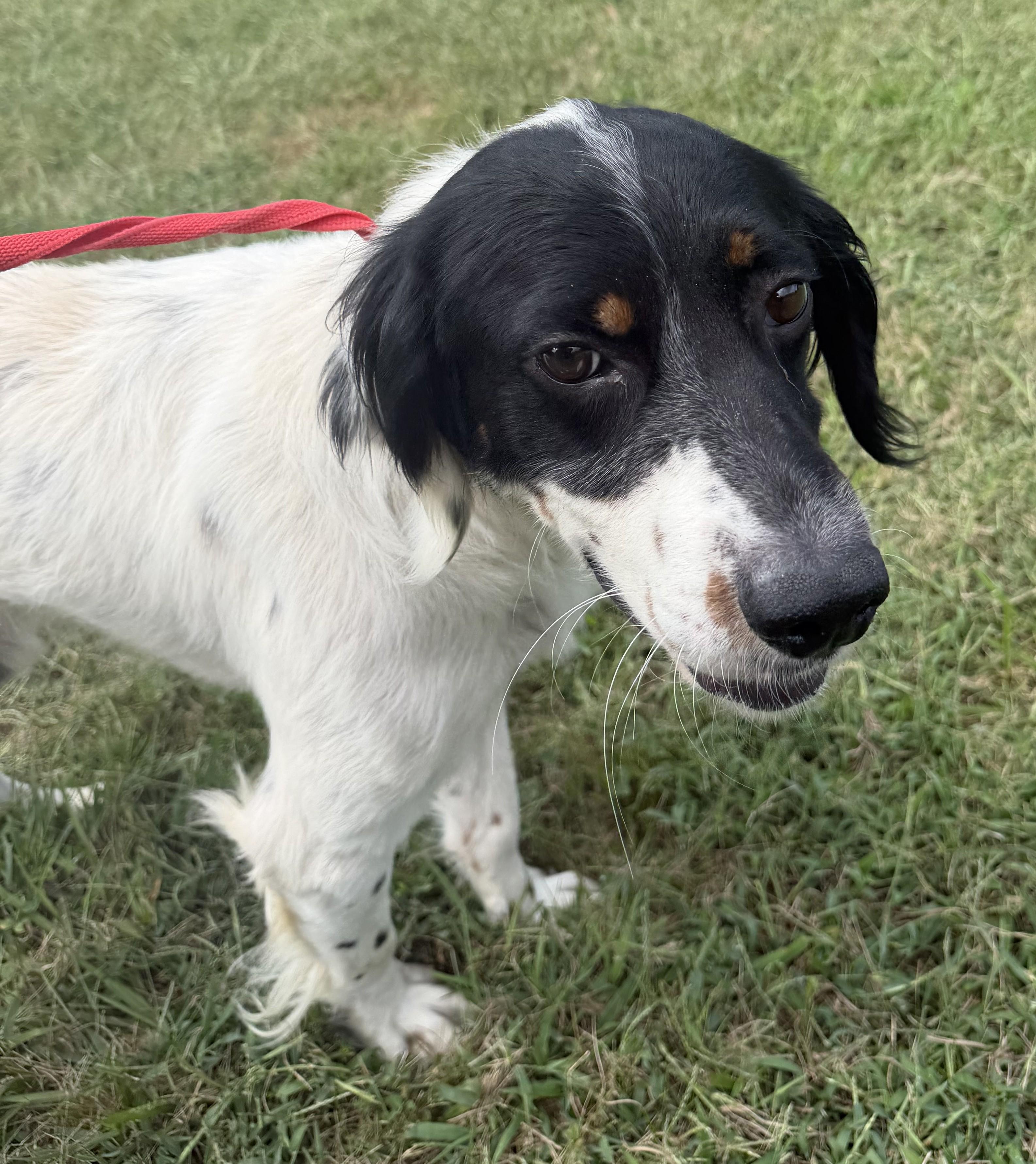 Enlarge Langley- URGENT, a Adoptable English Setter in Wood Dale, IL image 3/5